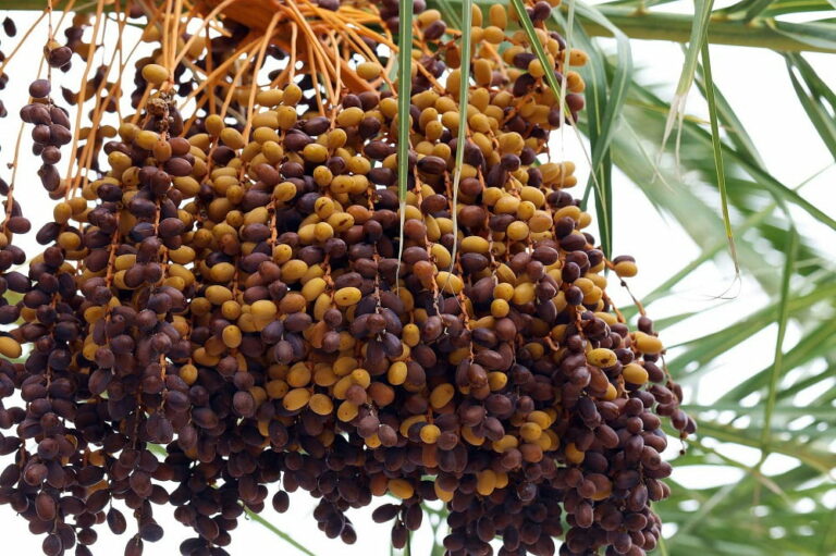Kurma Malaysia: Marketing for Malaysian and Middle Eastern Dates